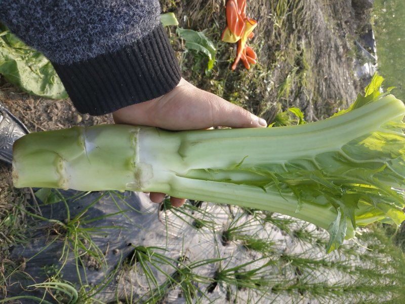 花叶棒菜