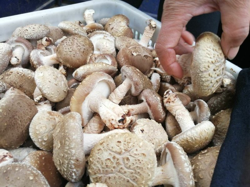 香菇