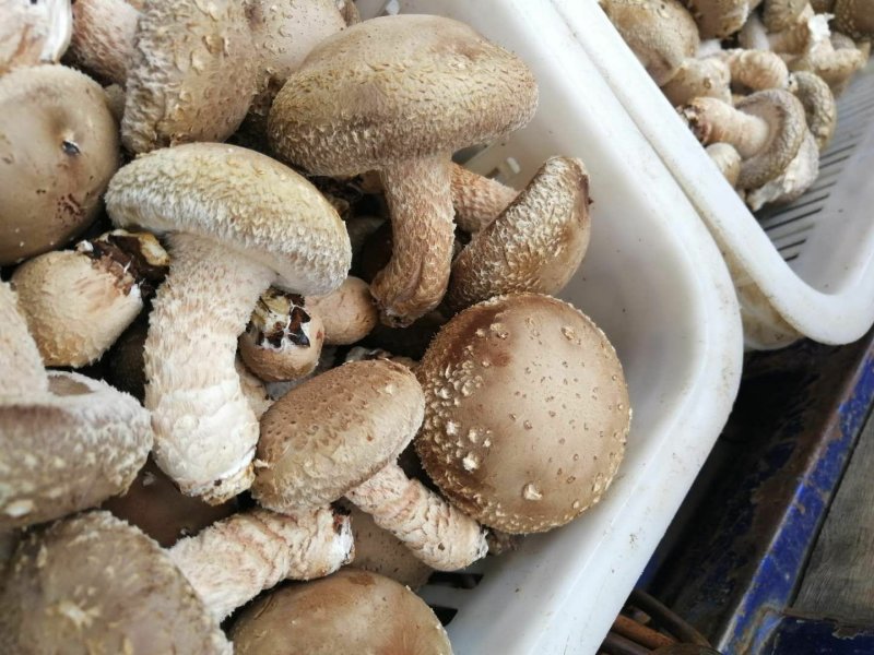 香菇