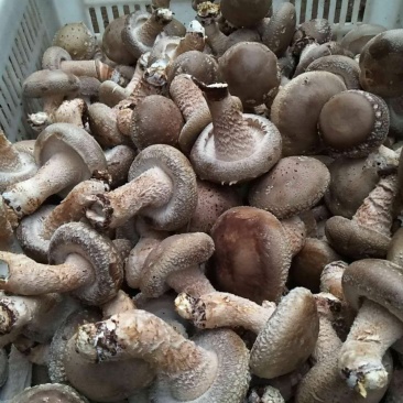 香菇