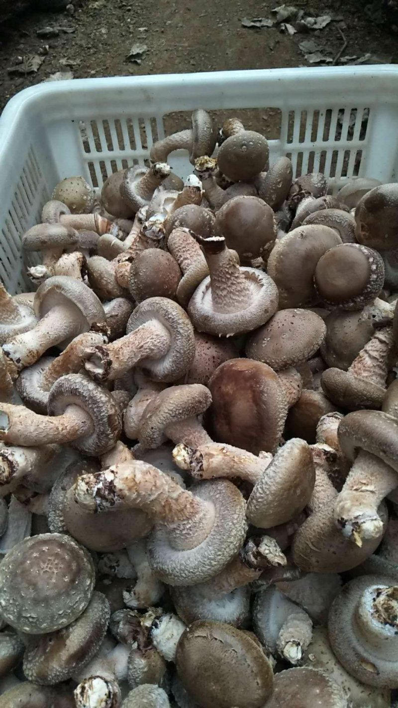 香菇