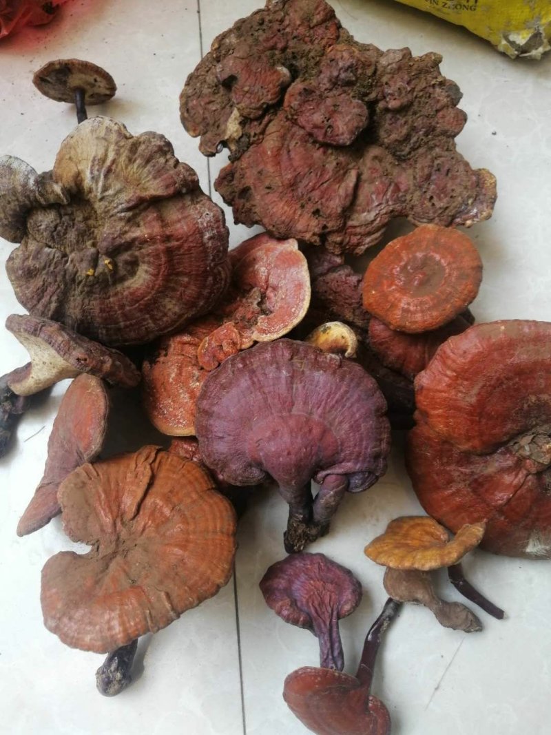 野生灵芝