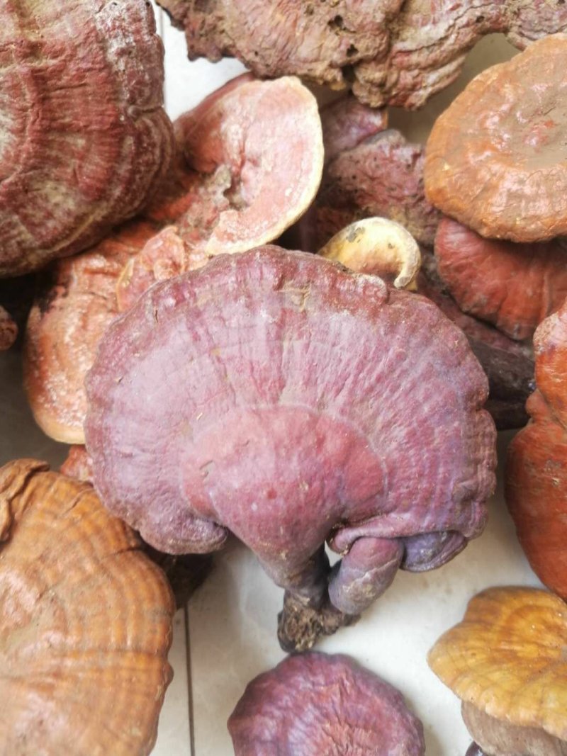 野生灵芝