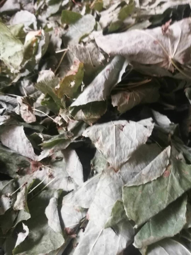 淫羊藿
