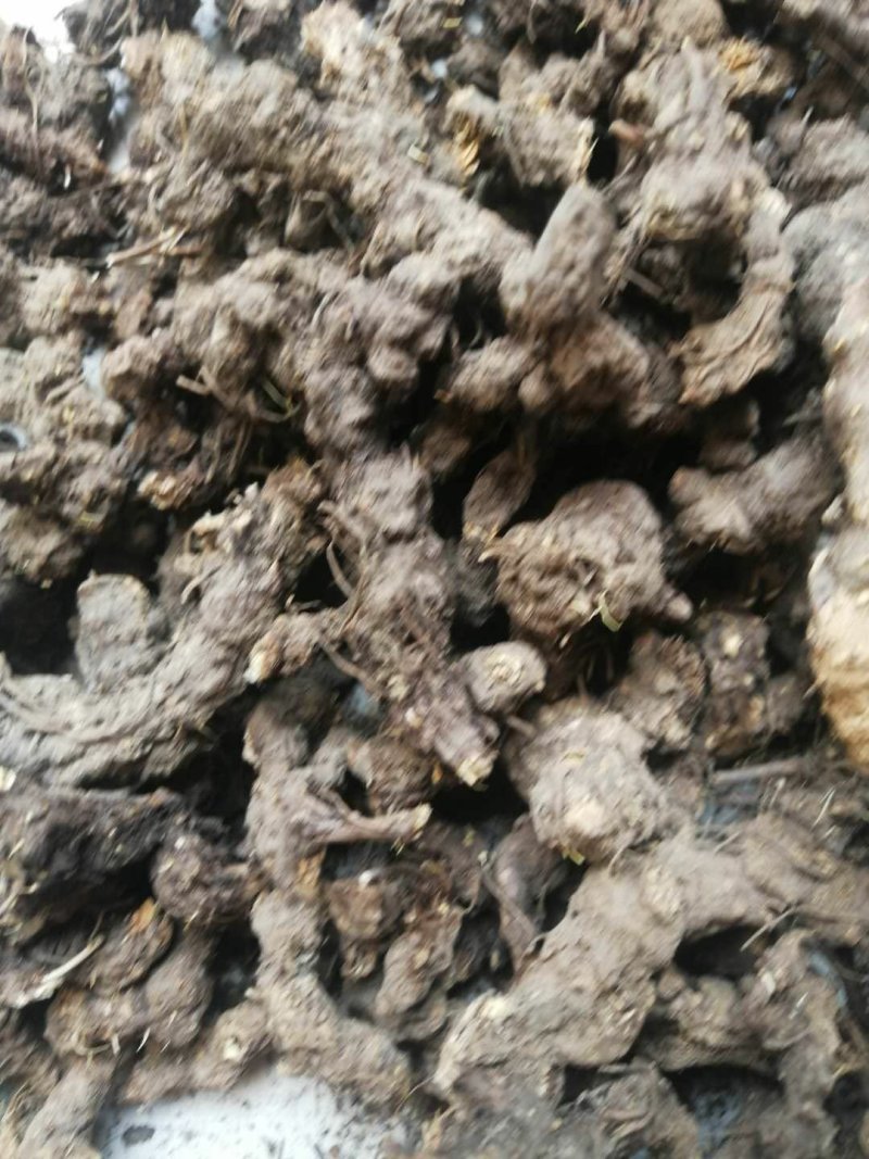苍术