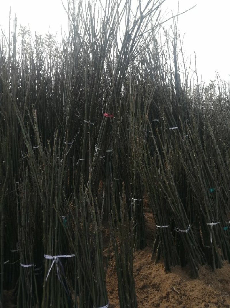核桃树