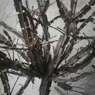 中药材鬼箭羽
