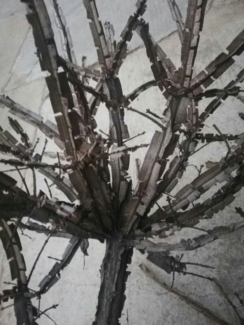 中药材鬼箭羽
