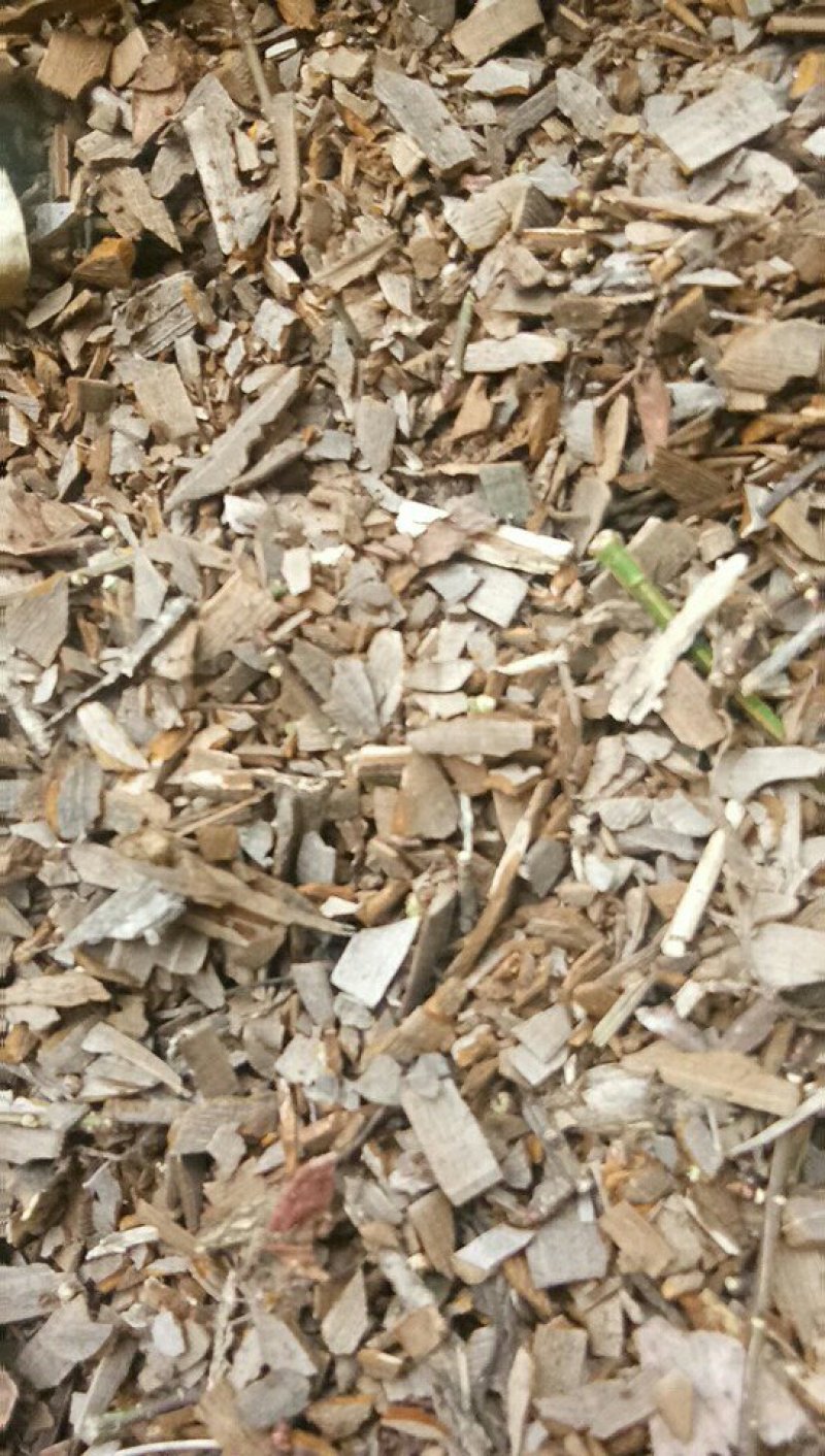 中药材鬼箭羽