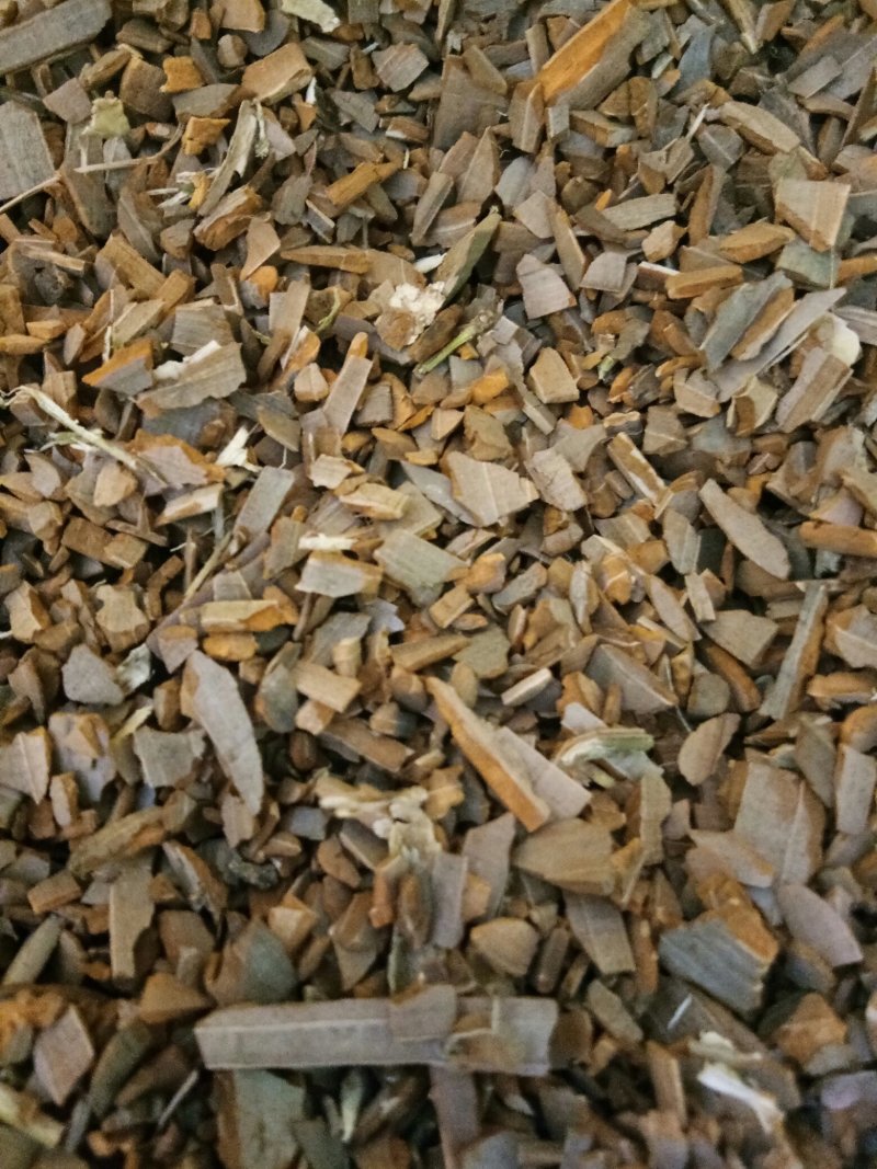 中药材鬼箭羽