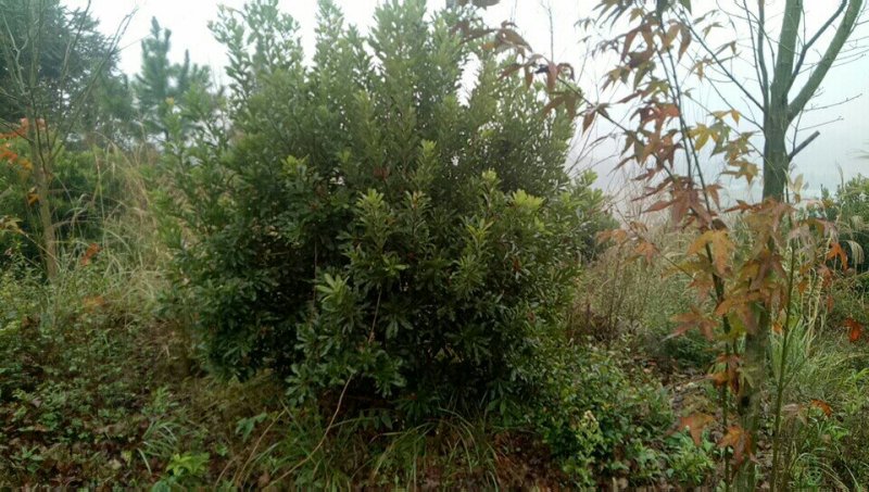 杨梅树苗