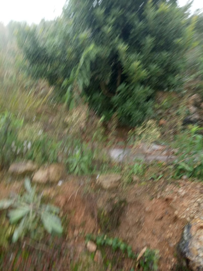 杨梅树苗