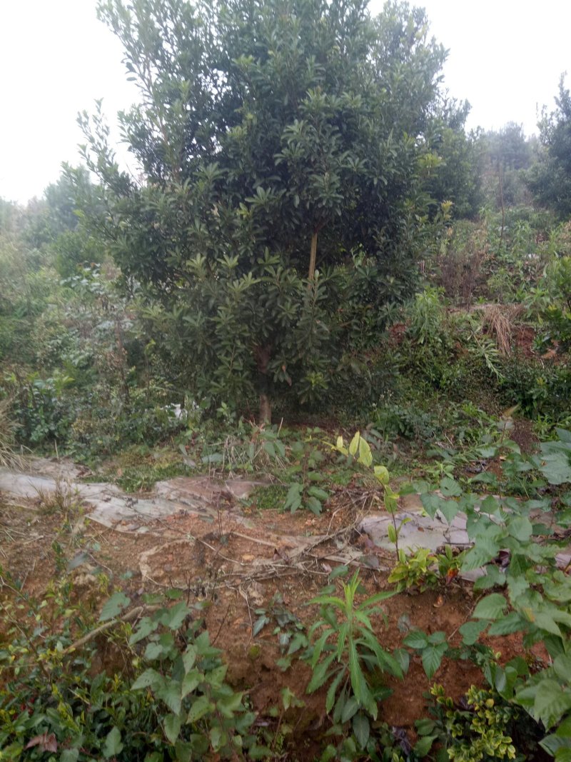 杨梅树苗
