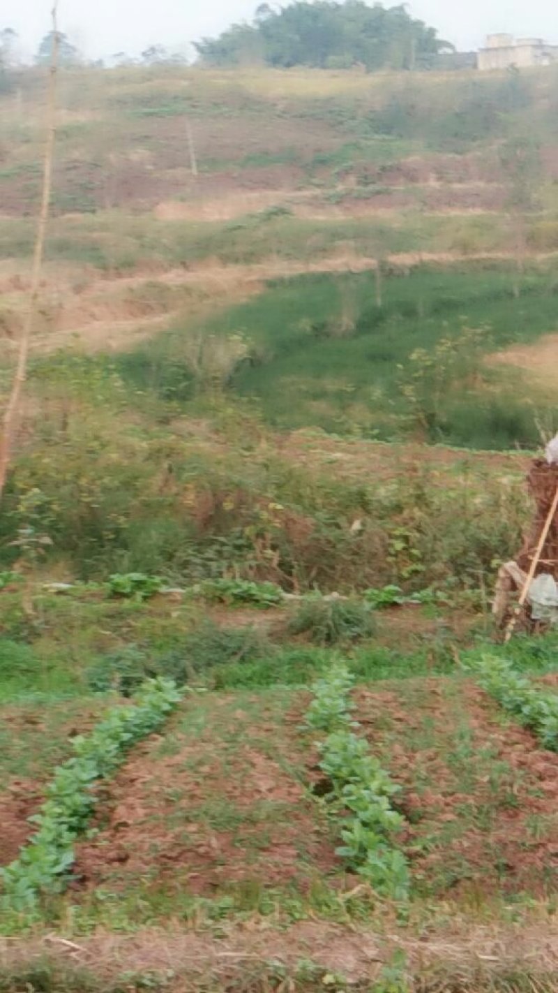 土地出租(养殖合作)鸡鸭鹅，套养