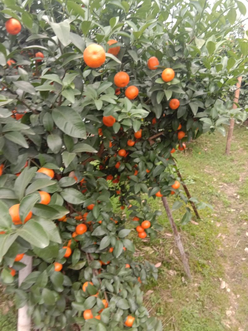 沙糖桔(荔浦砂糖橘，洗果打蜡一条龙服务)