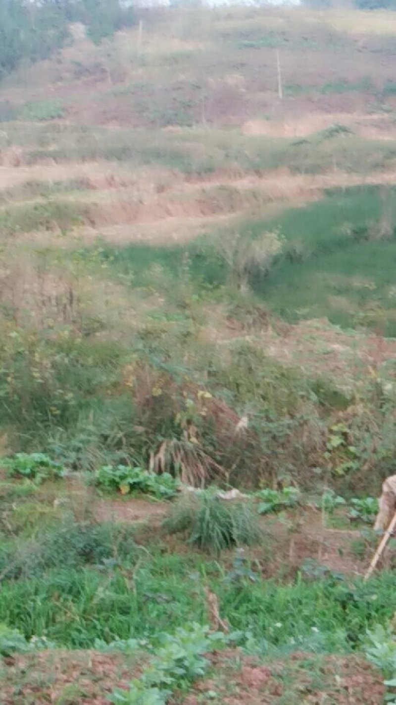 土地出租(养殖合作)鸡鸭鹅，套养