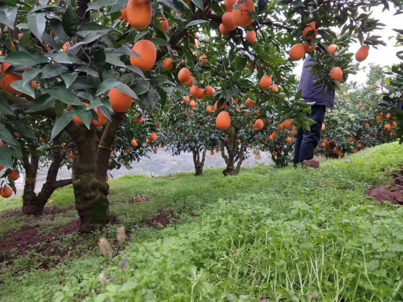 湖北宜昌长虹脐橙纽何尔脐橙产地直销欢迎来电咨询
