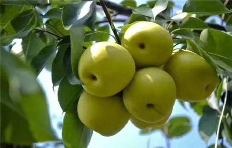 青脆梨树苗免费提供种植技术