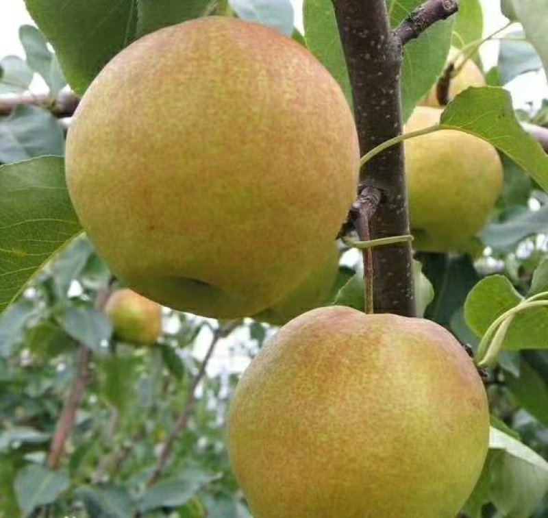 青脆梨树苗免费提供种植技术