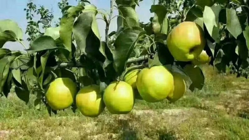 青脆梨树苗免费提供种植技术