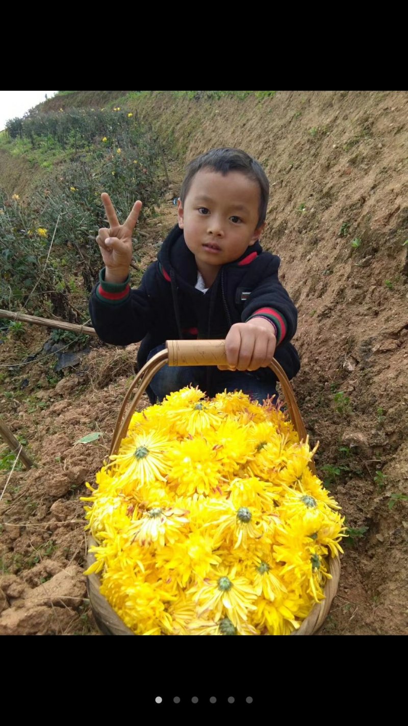 金丝黄菊