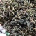 蒲公英蒲公英茶关书药1000g起批