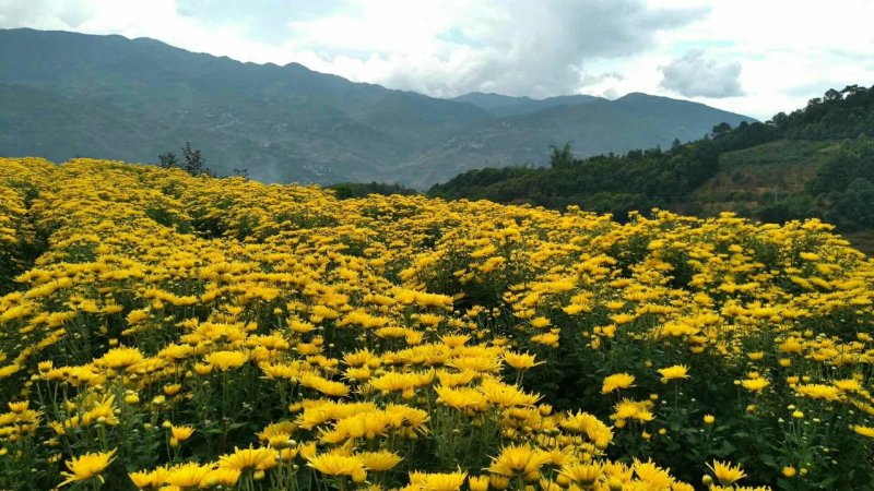 金丝黄菊