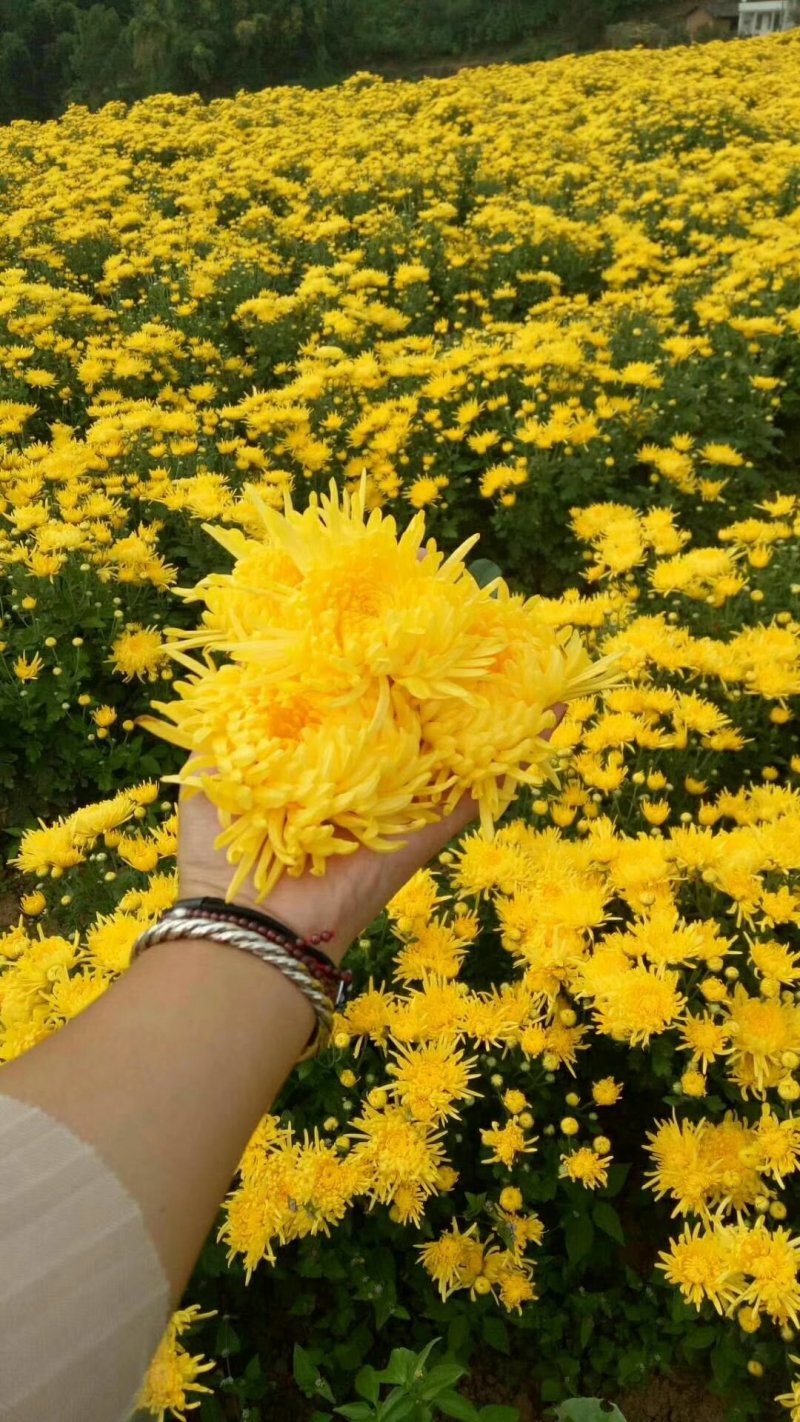 金丝黄菊