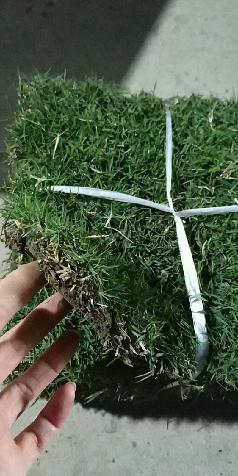 草皮