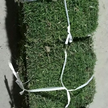 草皮