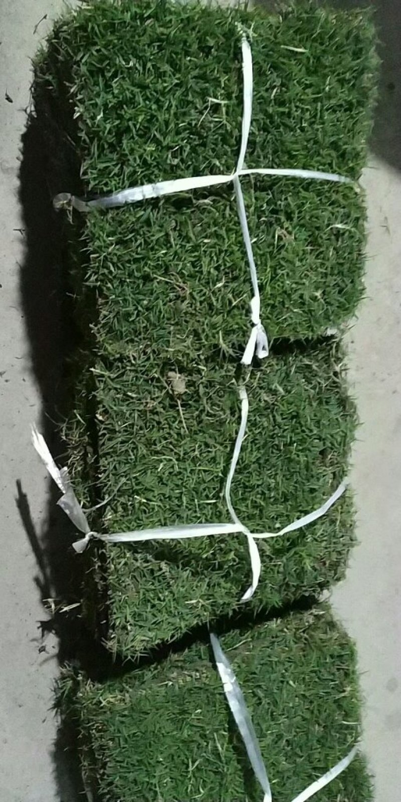 草皮