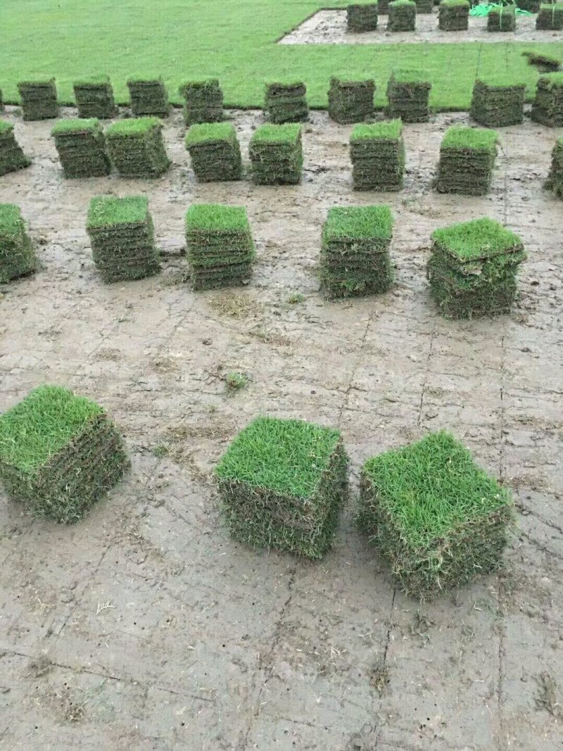 草皮