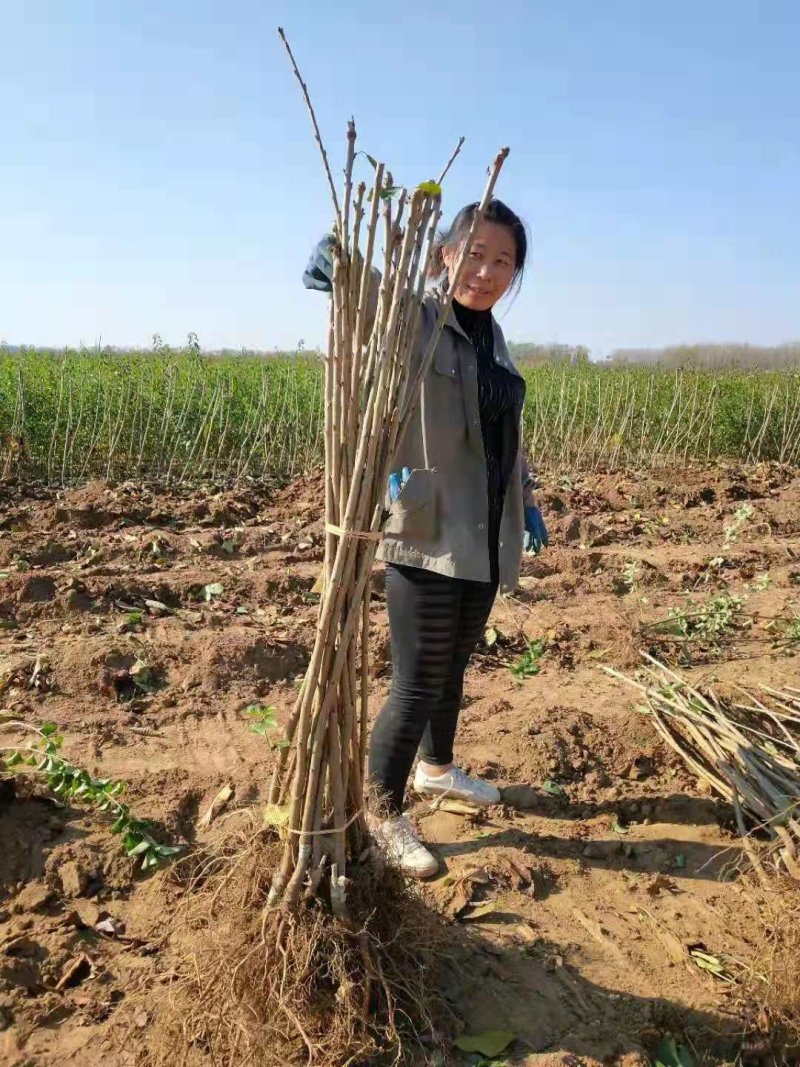 俄罗斯八号樱桃苗辽宁樱桃苗，嫁接苗，移栽根系，包成活