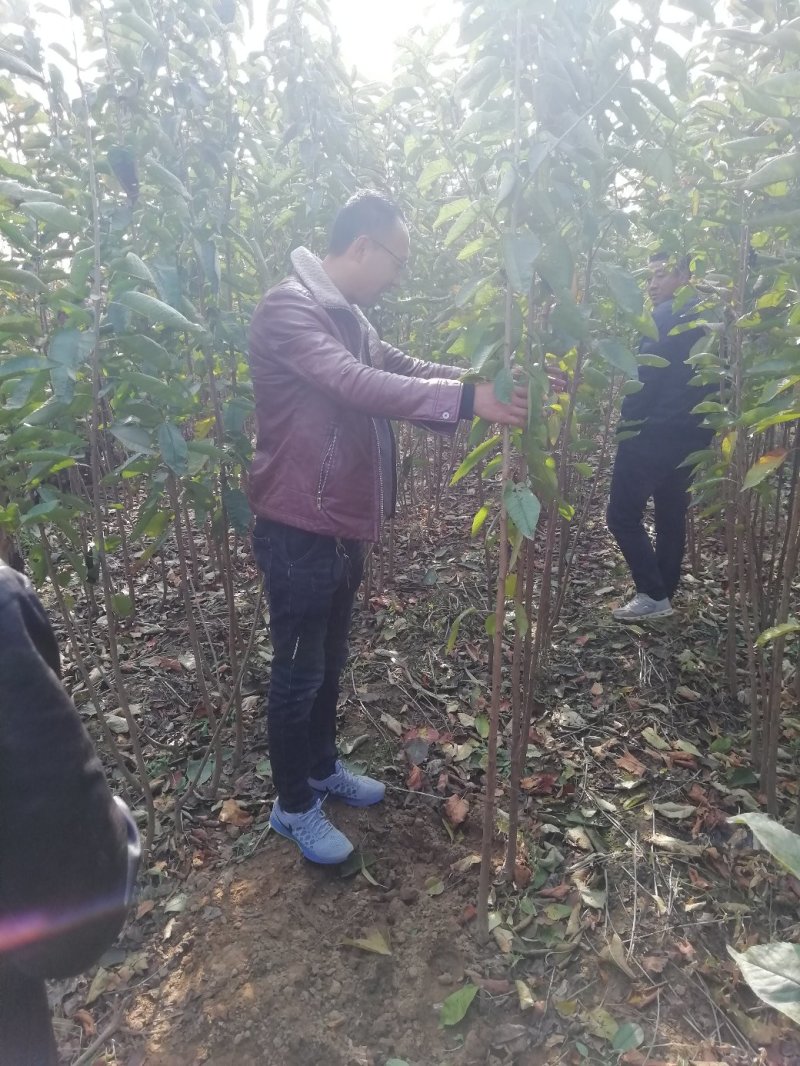 俄罗斯八号樱桃苗辽宁樱桃苗，嫁接苗，移栽根系，包成活