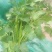 中叶好香菜