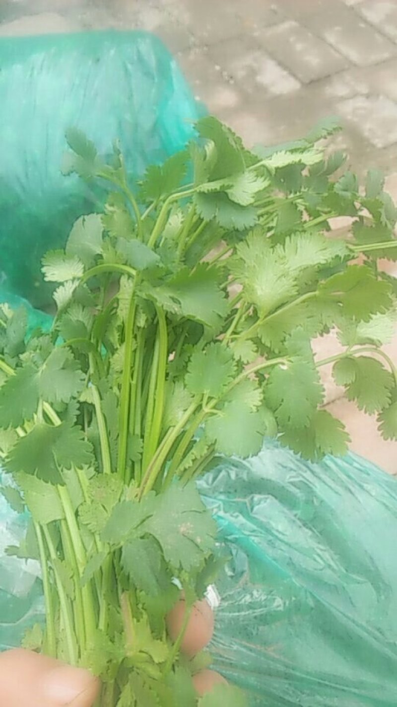 中叶好香菜