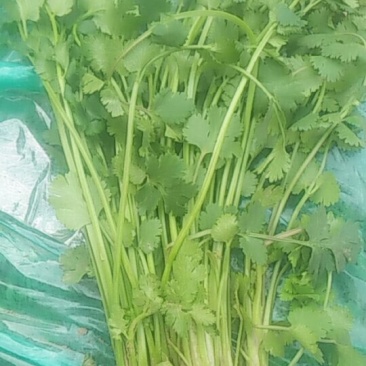 中叶好香菜