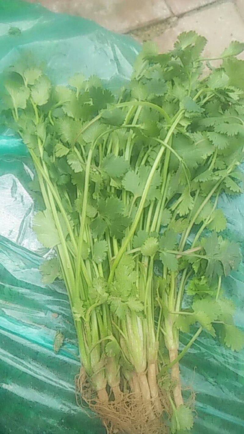 中叶好香菜