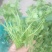 中叶好香菜