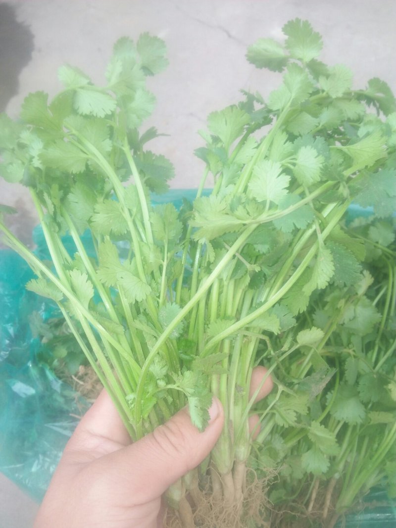 中叶好香菜