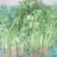 中叶好香菜