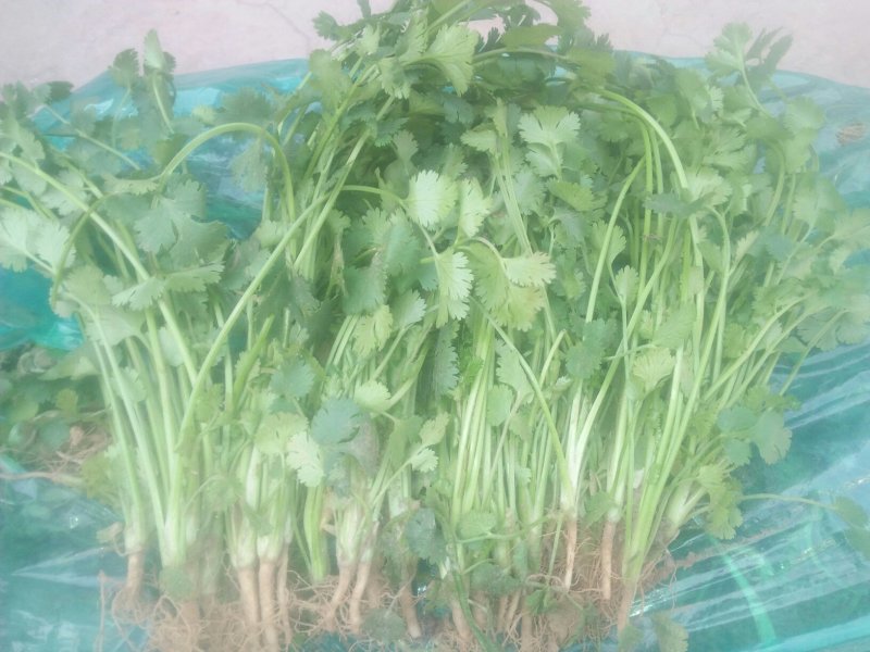 中叶好香菜