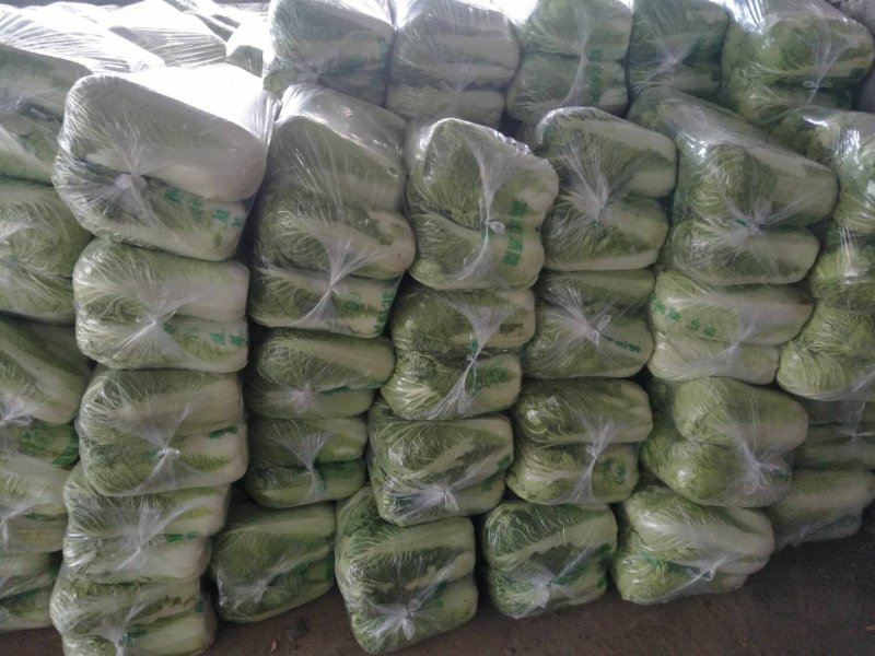 【实力商家】白菜北京三号白菜净菜山东精品常年有货