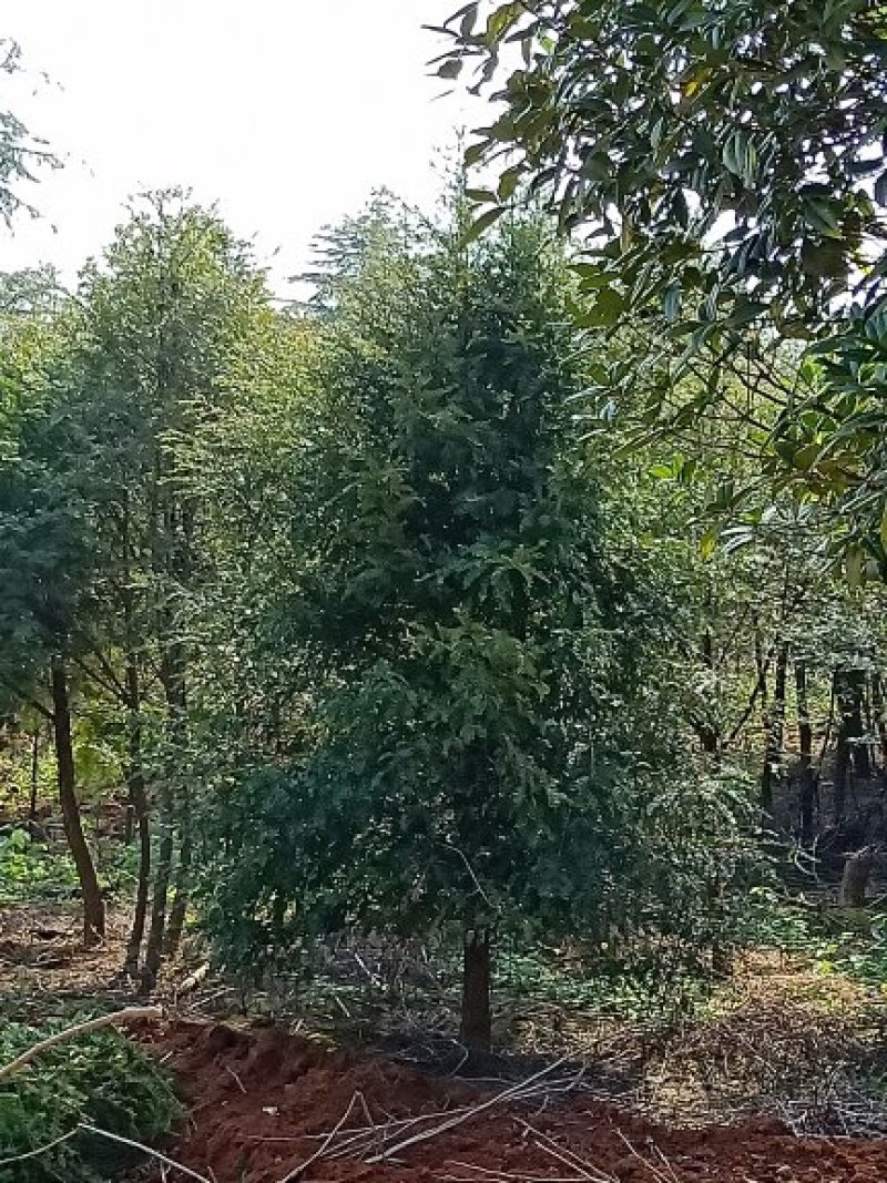 红豆杉各种规格大处理