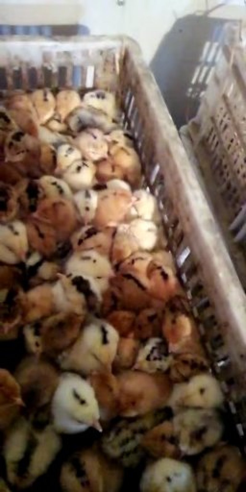 禽畜种苗