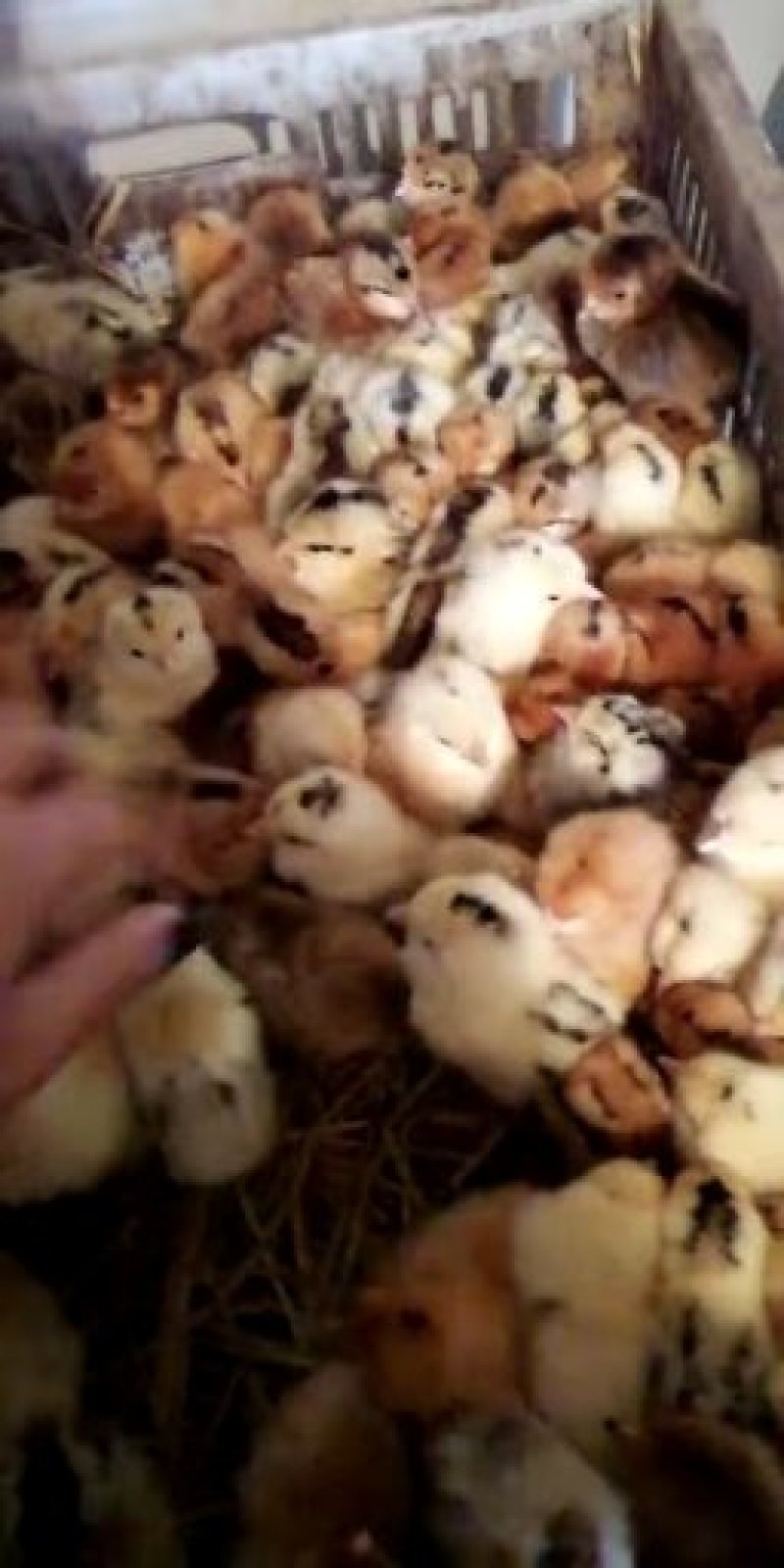 禽畜种苗