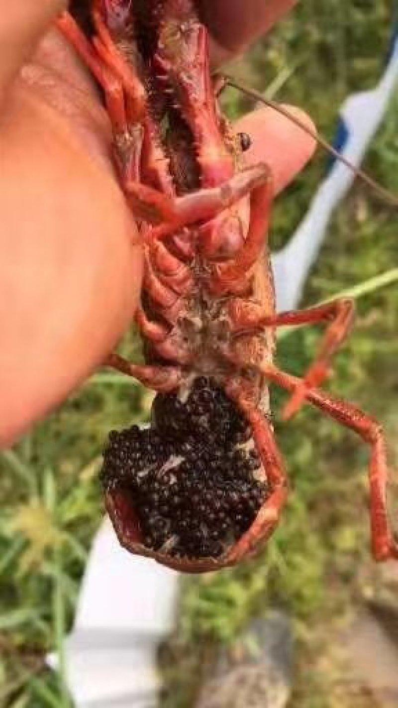 虾苗