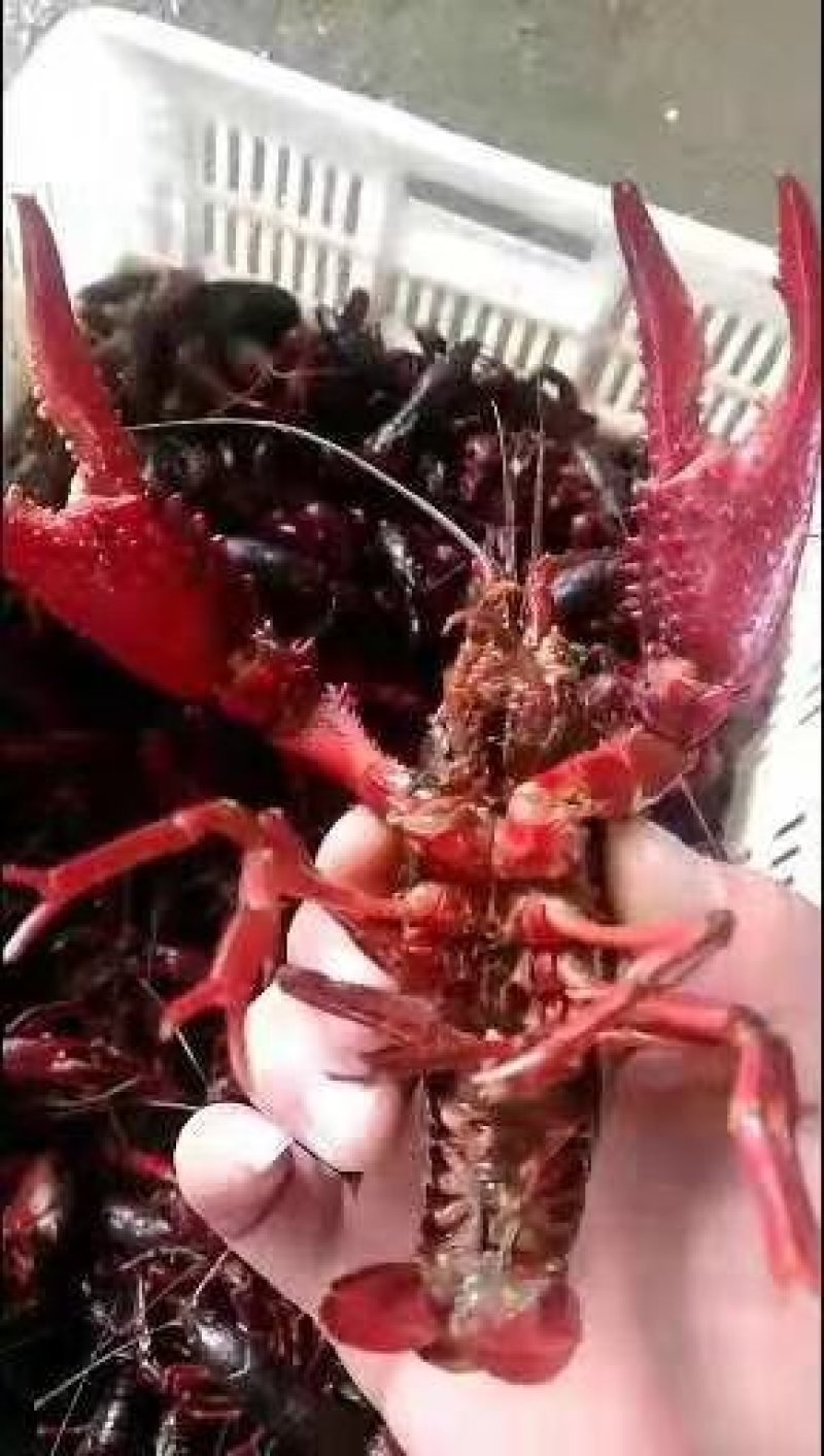 虾苗