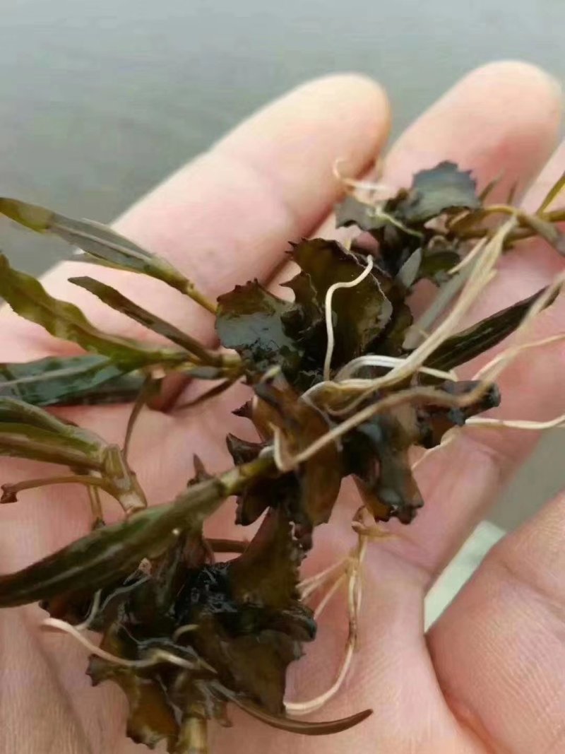 虾苗