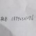 黄盖花椒苗1~2年